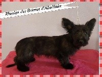 CHIOT 5 - FEMELLE GRISE