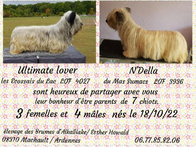 Des Brumes D'alkalilake - Skye Terrier - Portée née le 18/10/2022