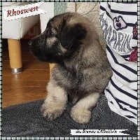 CHIOT 6 - FEMELLE BLONDE