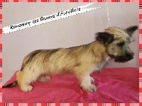 CHIOT 2 - FEMELLE BLONDE