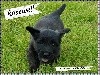 CHIOT 4 - MALE GRIS