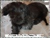 CHIOT 4 - MALE GRIS