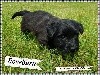 CHIOT 3 - MALE GRIS