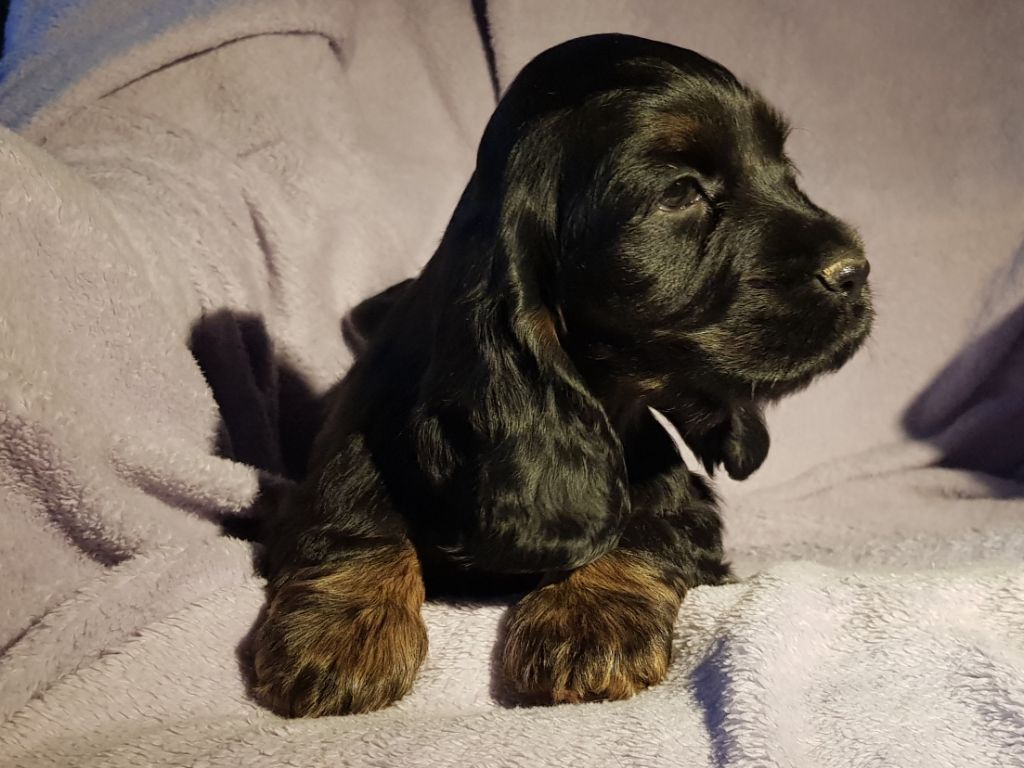 Des Brumes D'alkalilake - Chiot disponible  - Cocker Spaniel Anglais