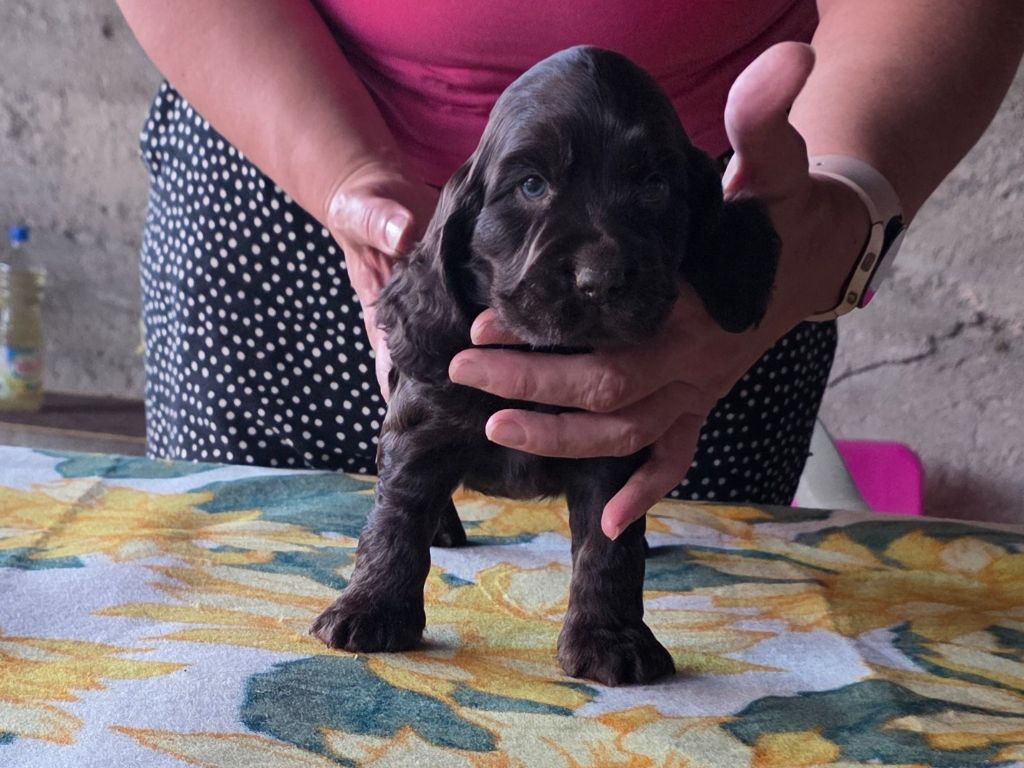 Des Brumes D'alkalilake - Chiots disponibles - Cocker Spaniel Anglais