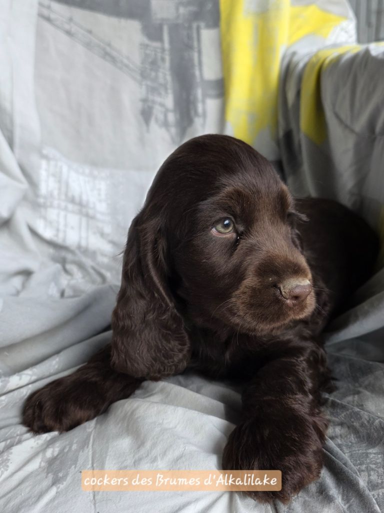 Des Brumes D'alkalilake - Chiots disponibles - Cocker Spaniel Anglais