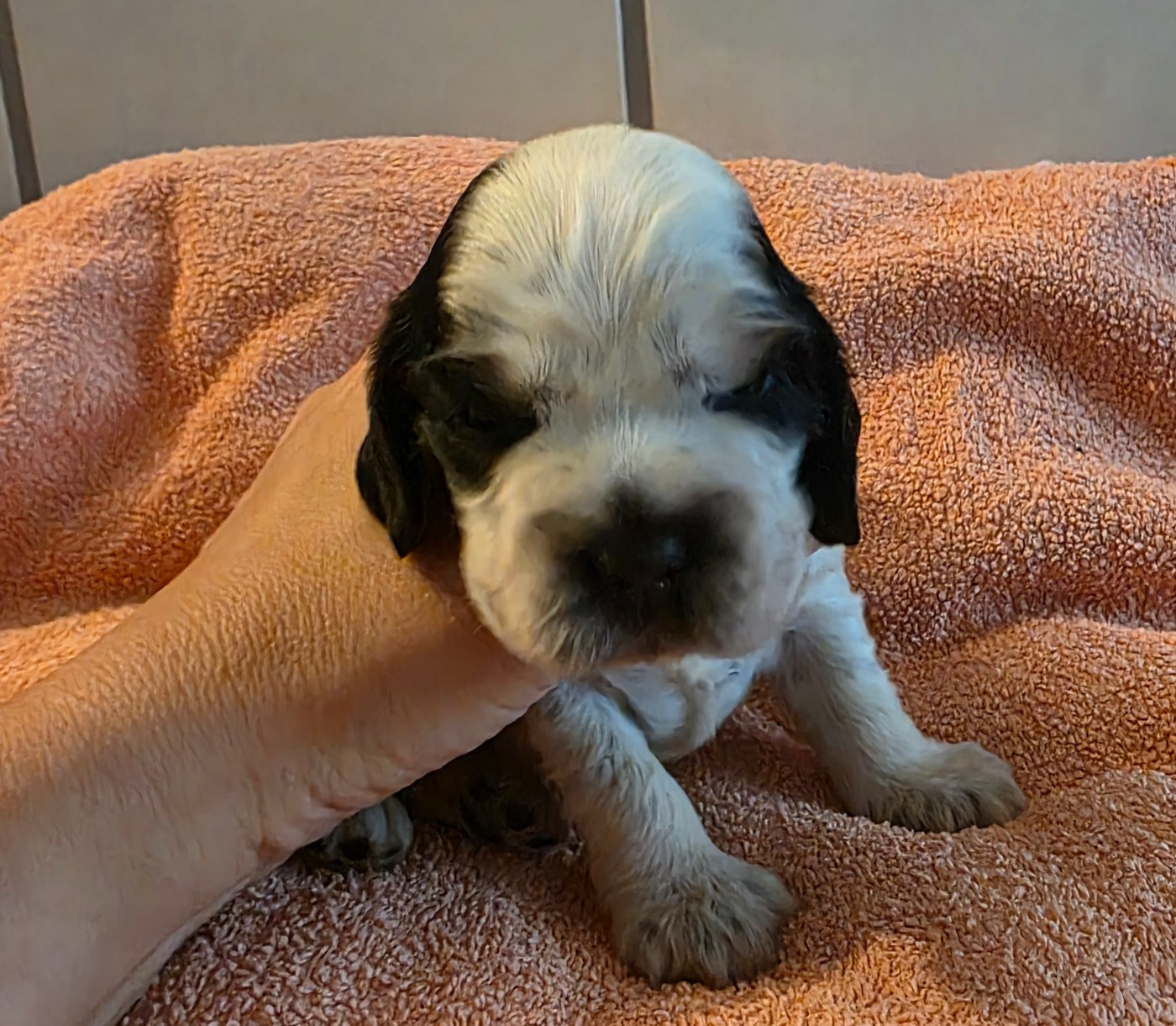 Des Brumes D'alkalilake - Chiots disponibles - Cocker Spaniel Anglais