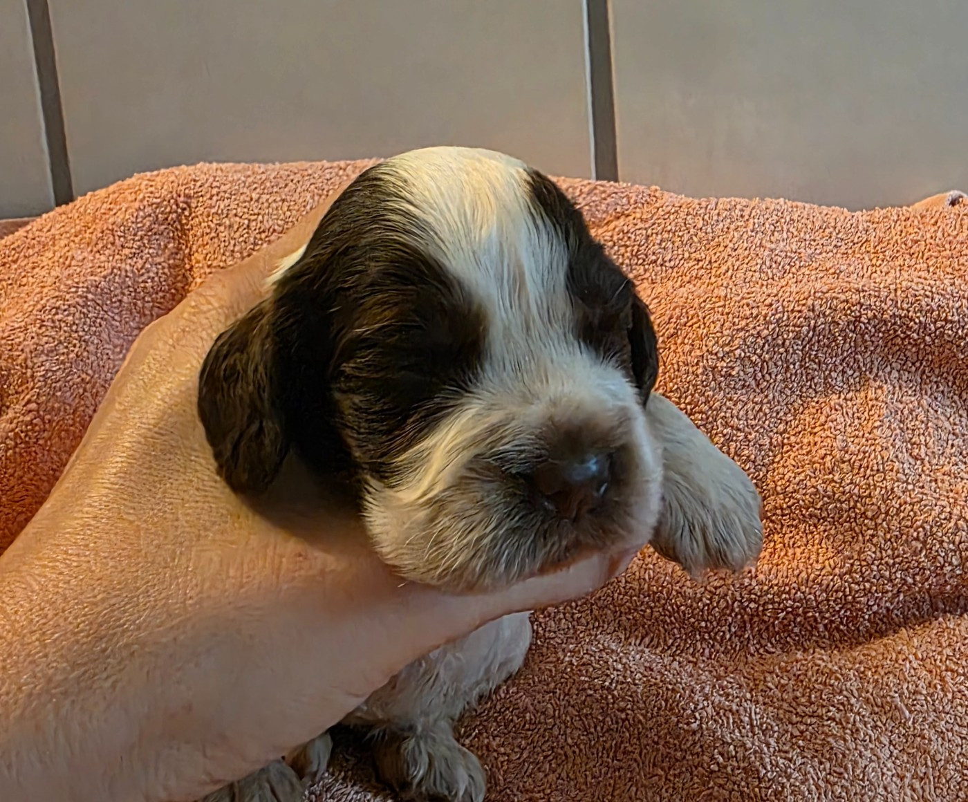 Des Brumes D'alkalilake - Chiots disponibles - Cocker Spaniel Anglais