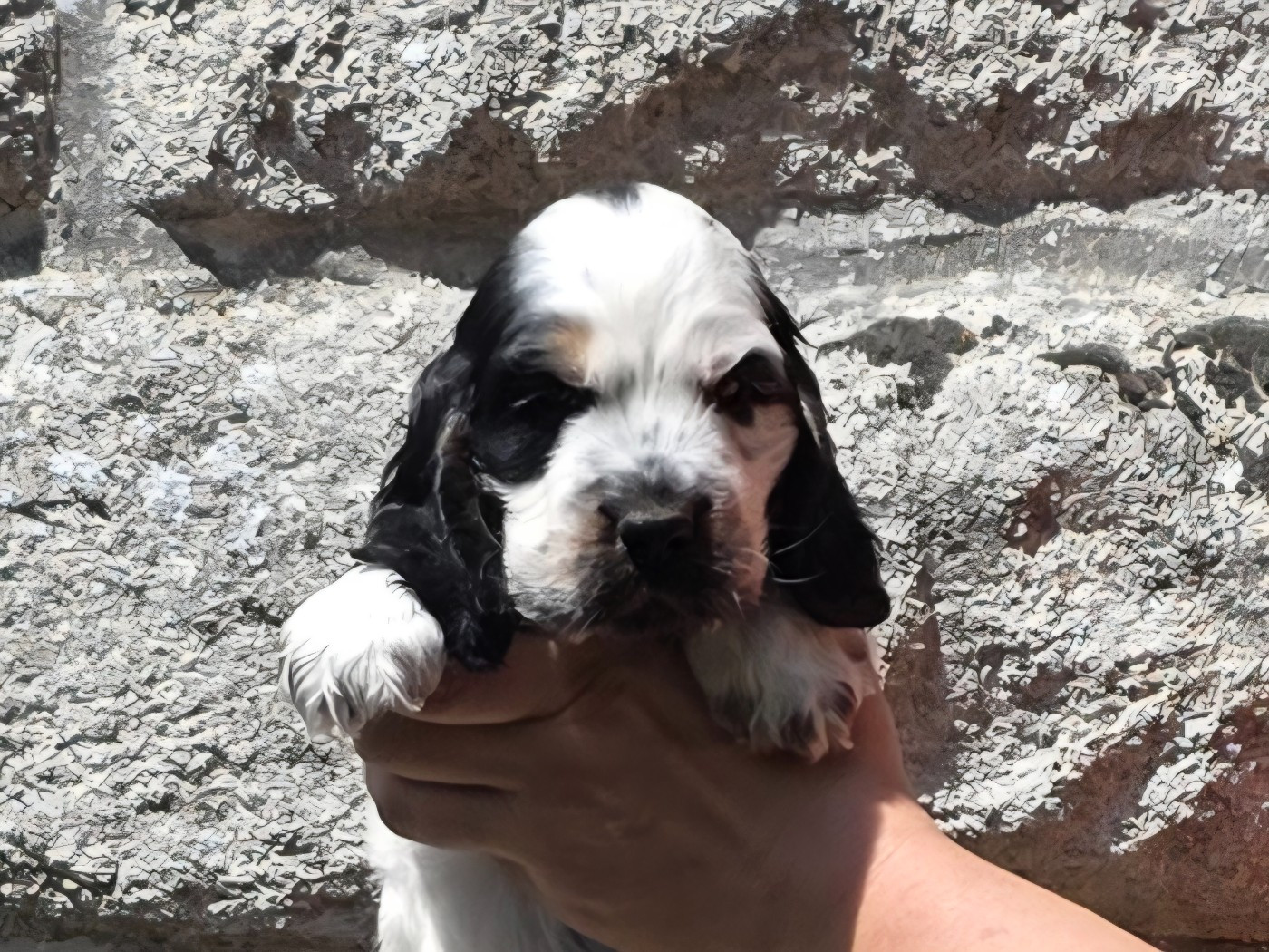 Des Brumes D'alkalilake - Chiots disponibles - Cocker Spaniel Anglais