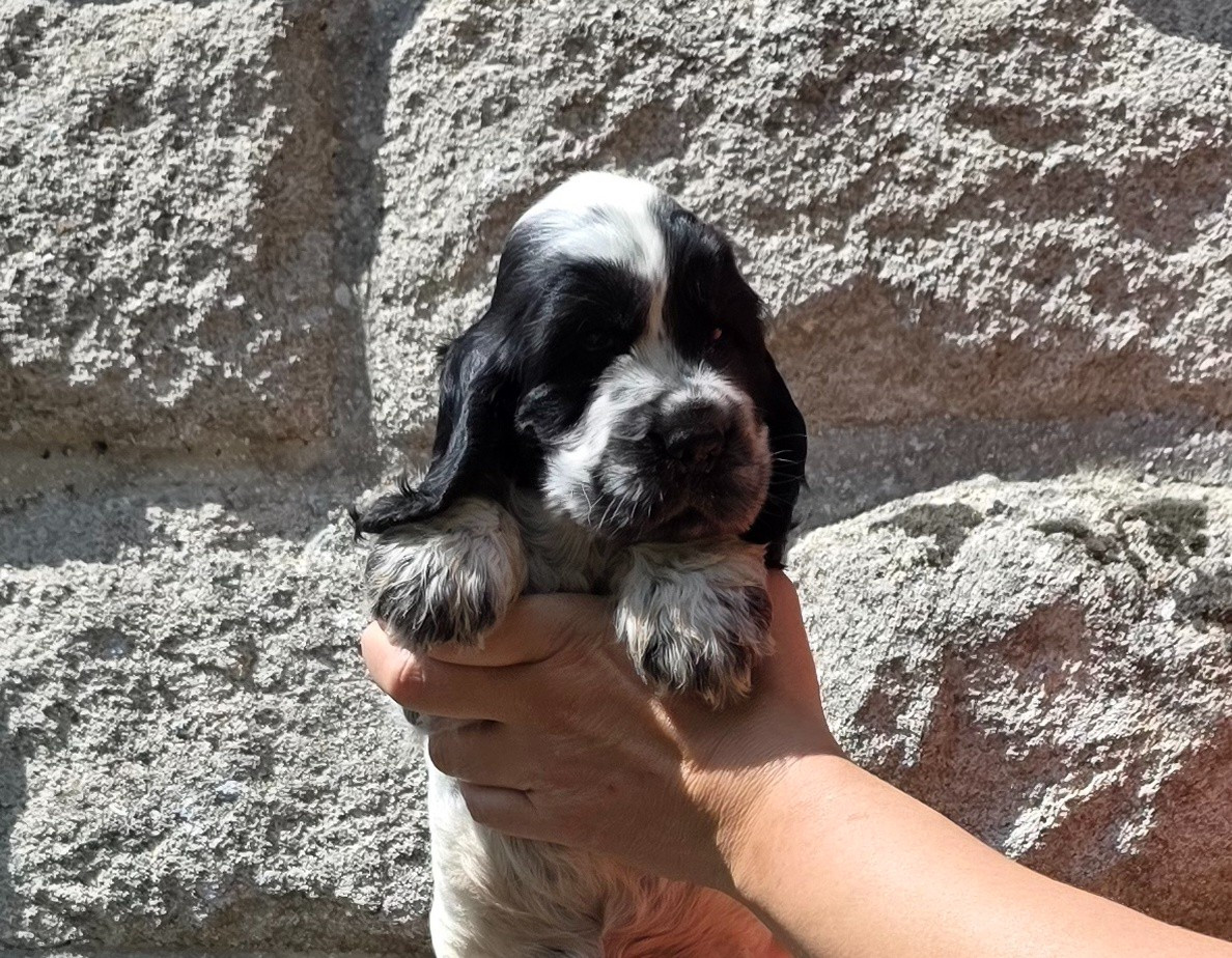 Des Brumes D'alkalilake - Chiots disponibles - Cocker Spaniel Anglais