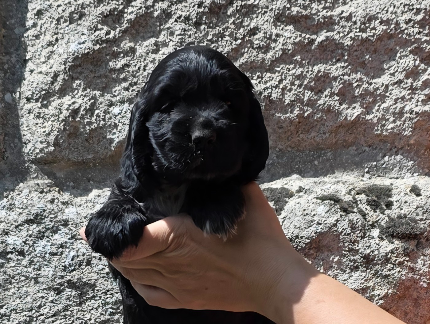 Des Brumes D'alkalilake - Chiots disponibles - Cocker Spaniel Anglais
