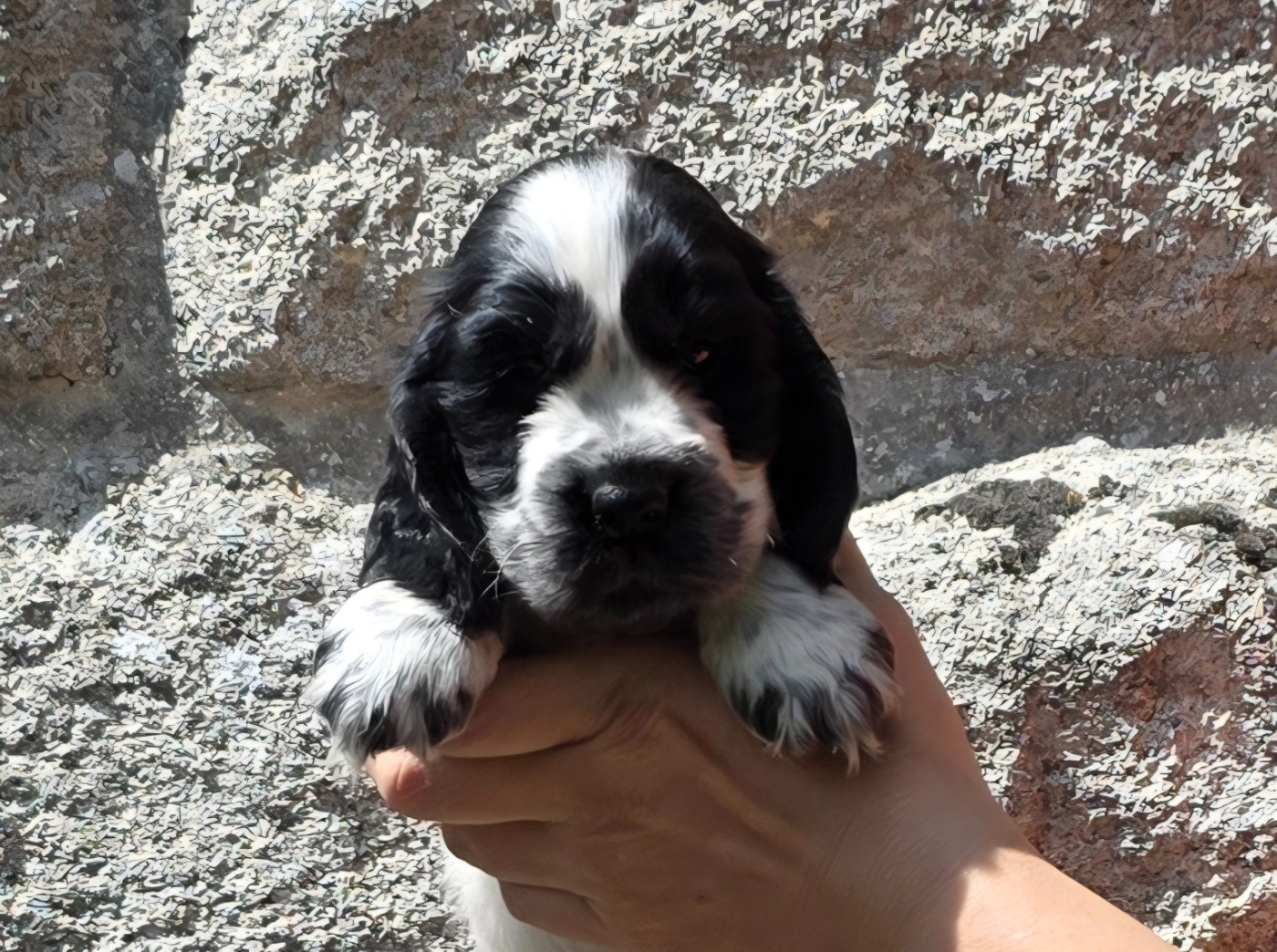 Des Brumes D'alkalilake - Chiots disponibles - Cocker Spaniel Anglais