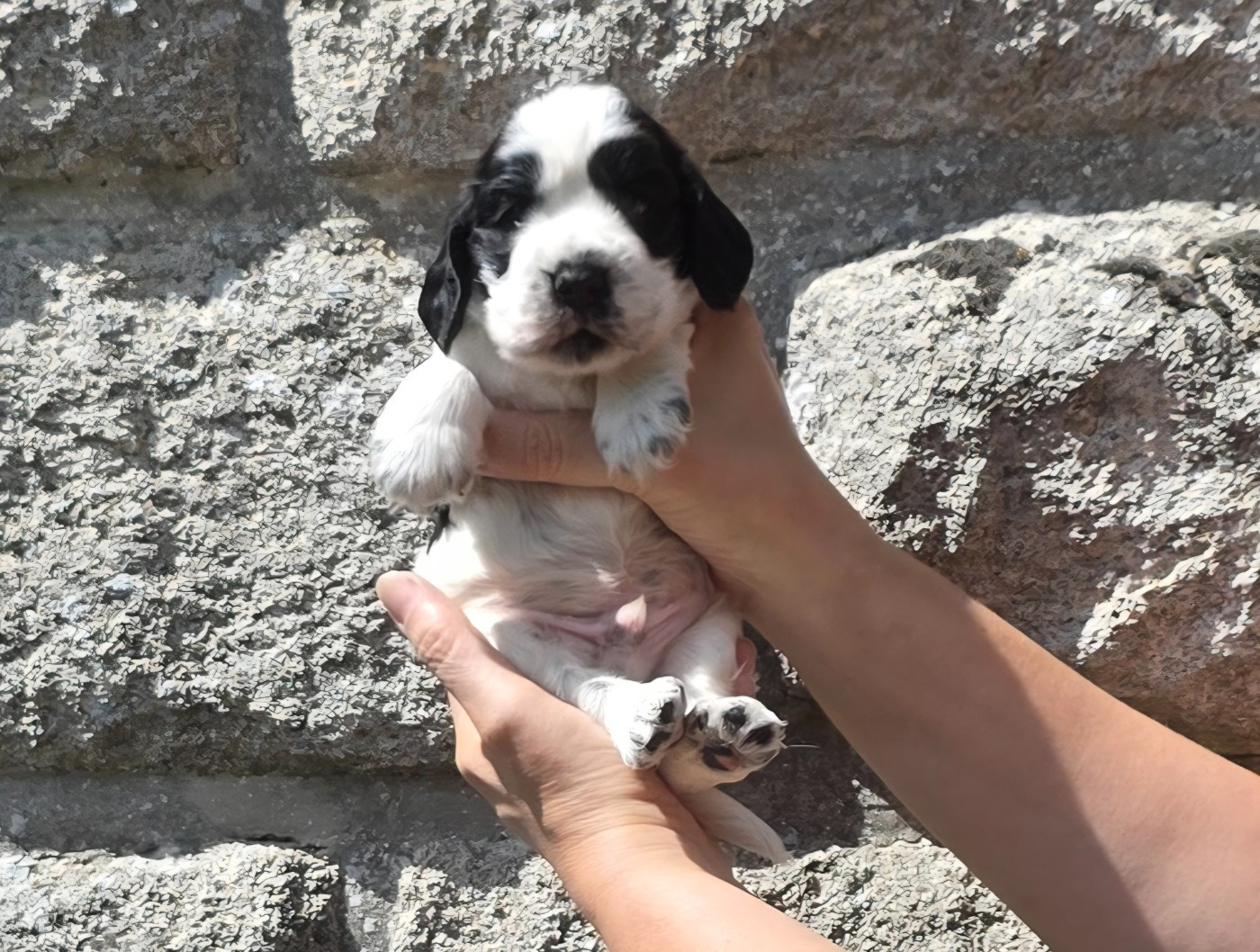 Des Brumes D'alkalilake - Chiots disponibles - Cocker Spaniel Anglais