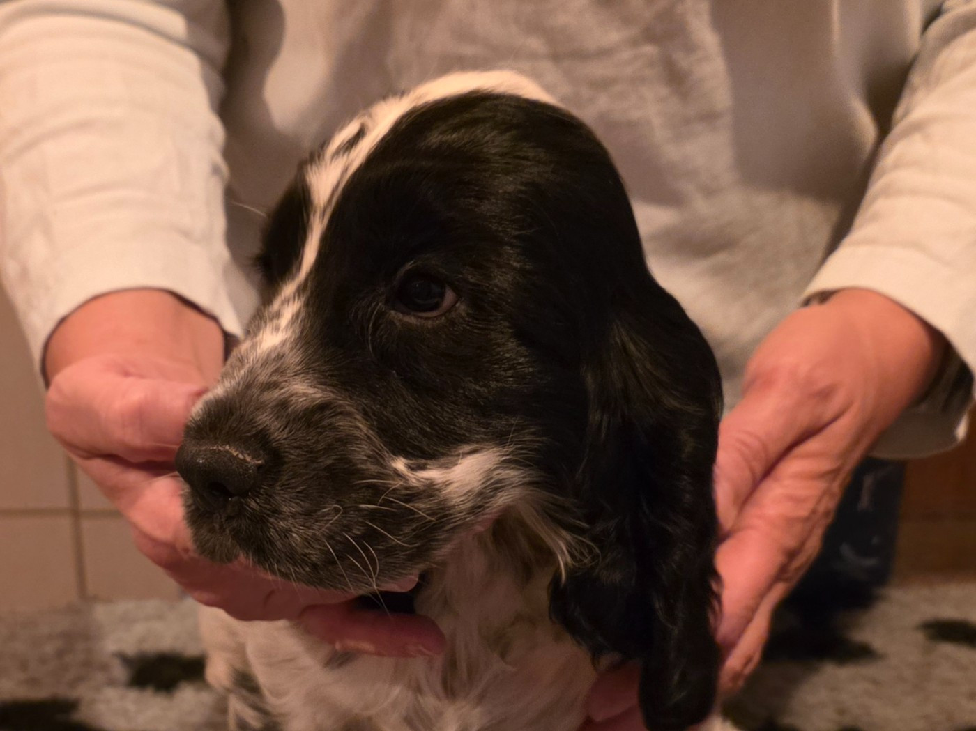 Des Brumes D'alkalilake - Chiots disponibles - Cocker Spaniel Anglais