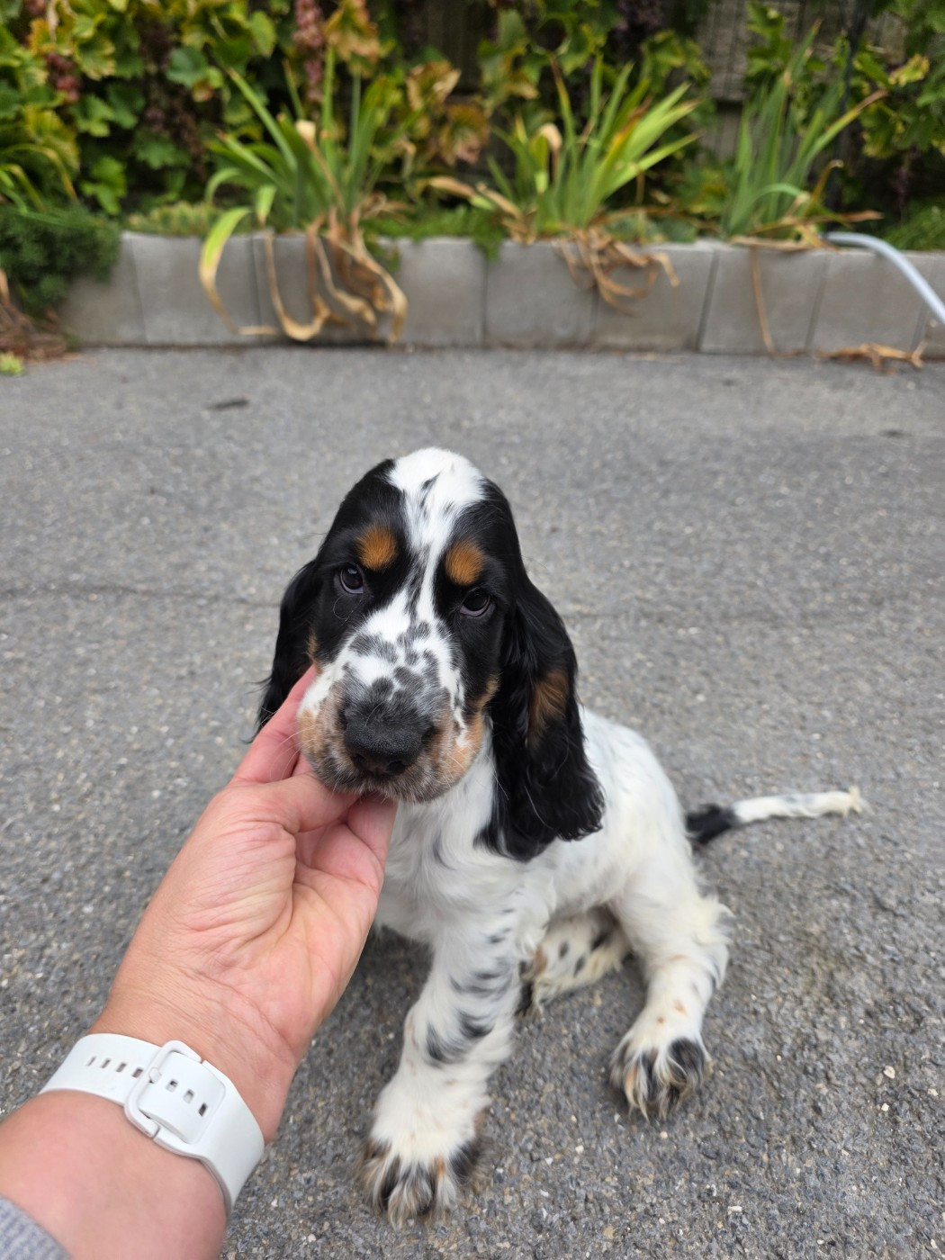 Des Brumes D'alkalilake - Chiots disponibles - Cocker Spaniel Anglais