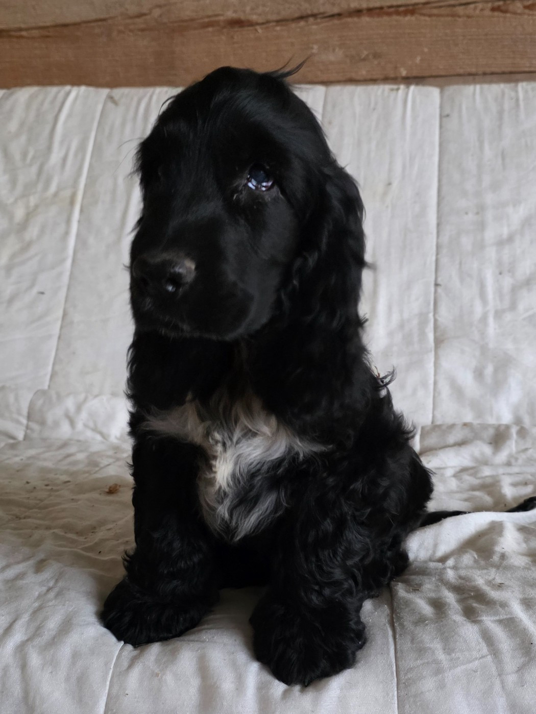 Des Brumes D'alkalilake - Chiots disponibles - Cocker Spaniel Anglais