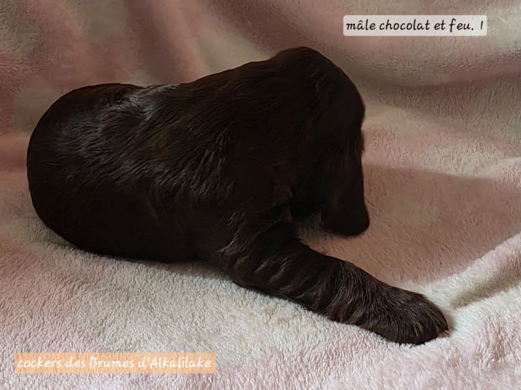 Des Brumes D'alkalilake - Chiots disponibles - Cocker Spaniel Anglais