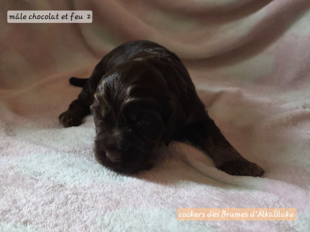 Des Brumes D'alkalilake - Chiots disponibles - Cocker Spaniel Anglais
