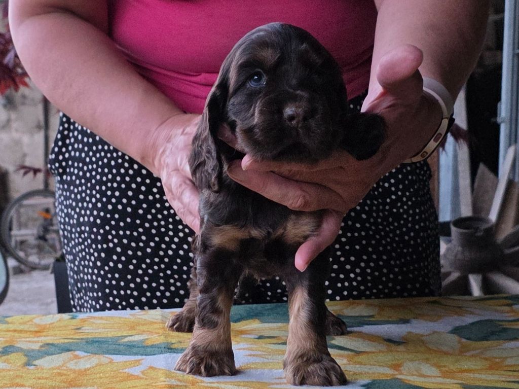 Des Brumes D'alkalilake - Chiots disponibles - Cocker Spaniel Anglais