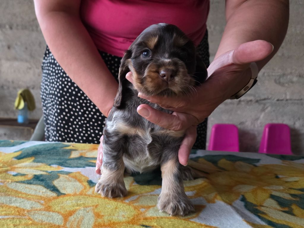 Des Brumes D'alkalilake - Chiots disponibles - Cocker Spaniel Anglais