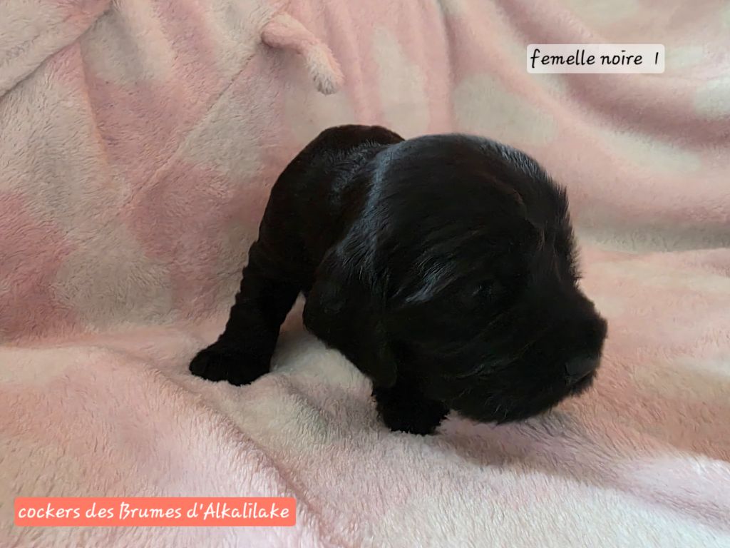 Des Brumes D'alkalilake - Chiots disponibles - Cocker Spaniel Anglais