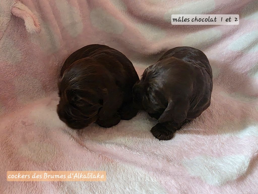 Des Brumes D'alkalilake - Chiots disponibles - Cocker Spaniel Anglais