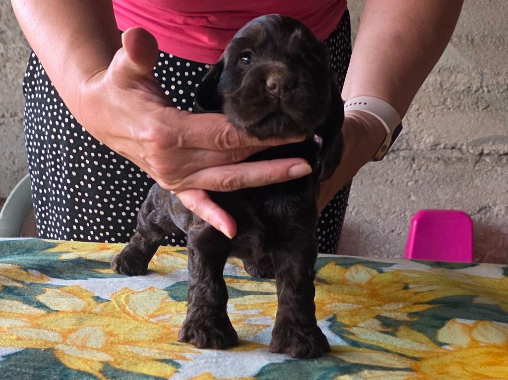 Des Brumes D'alkalilake - Chiots disponibles - Cocker Spaniel Anglais