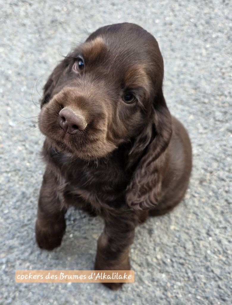 Des Brumes D'alkalilake - Chiots disponibles - Cocker Spaniel Anglais