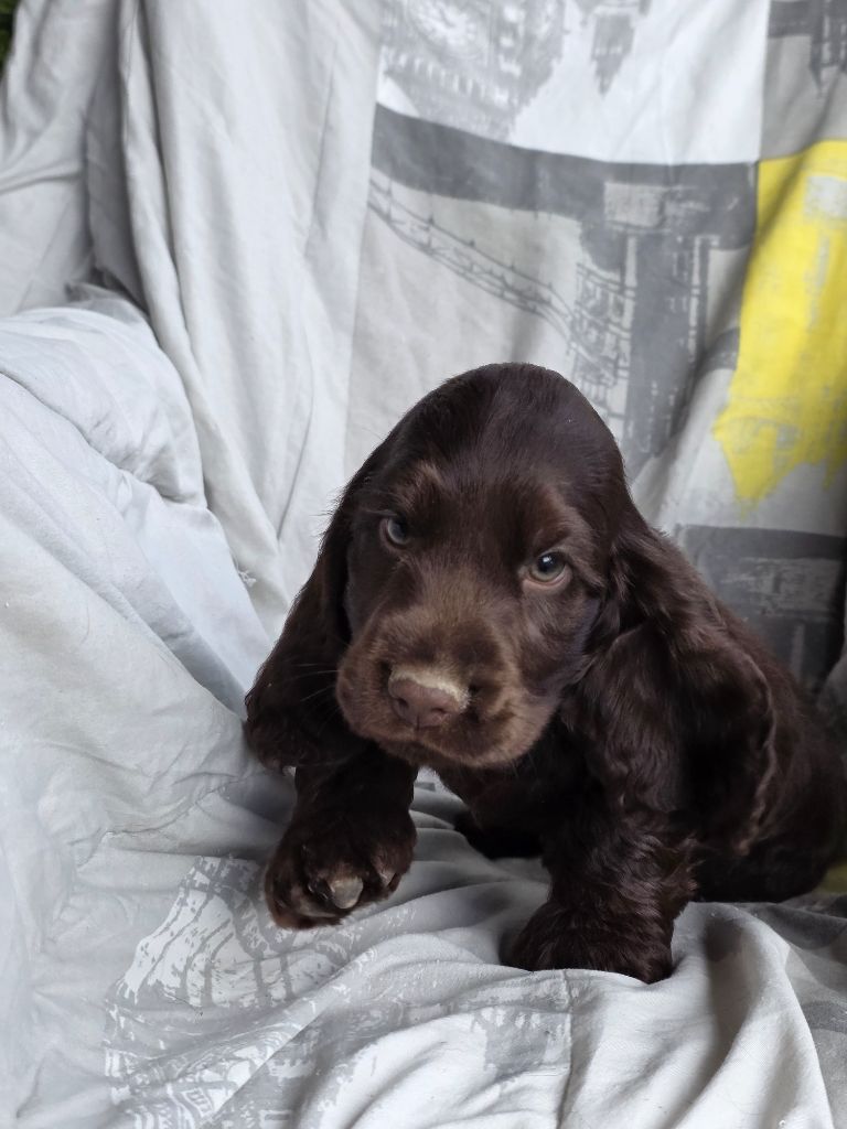 Des Brumes D'alkalilake - Chiots disponibles - Cocker Spaniel Anglais