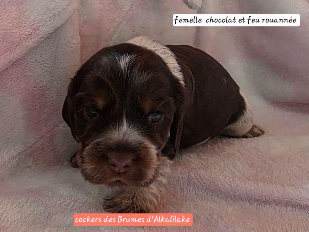 Des Brumes D'alkalilake - Chiots disponibles - Cocker Spaniel Anglais