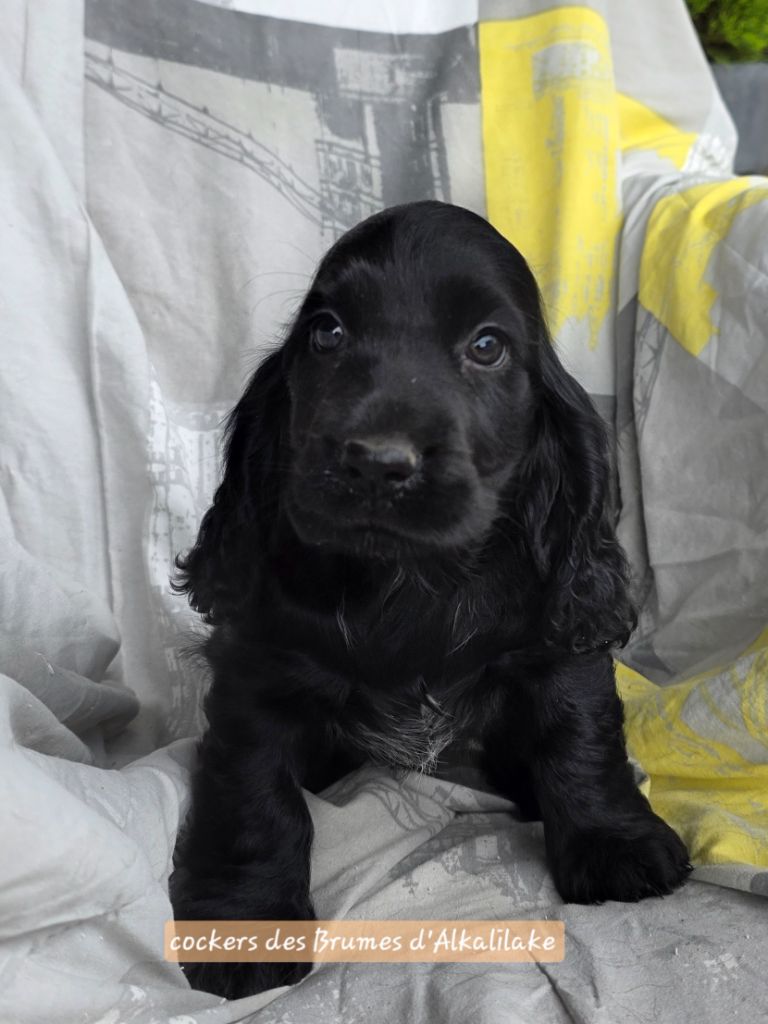 Des Brumes D'alkalilake - Chiots disponibles - Cocker Spaniel Anglais